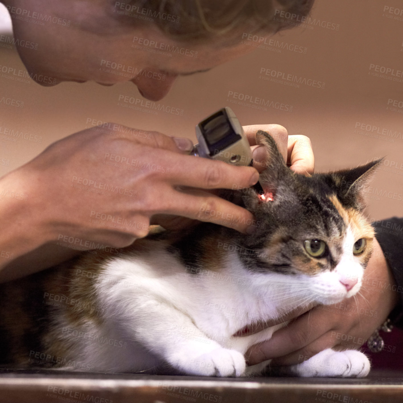 Buy stock photo Veterinary, doctor and cat with tool for ears, examination or checkup at hospital or clinic for health. Healthcare, veterinarian and animal for wellness, medical exam or sick pet at vet with light
 
