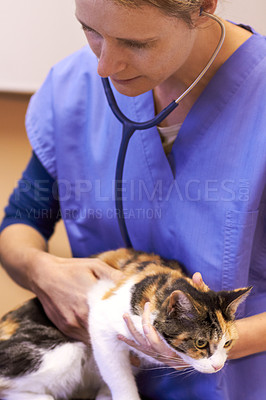Buy stock photo Veterinary, doctor and cat with stethoscope for listen, examination or checkup at hospital or clinic for health. Healthcare, veterinarian and animal for wellness, medical exam or sick pet at vet
 
