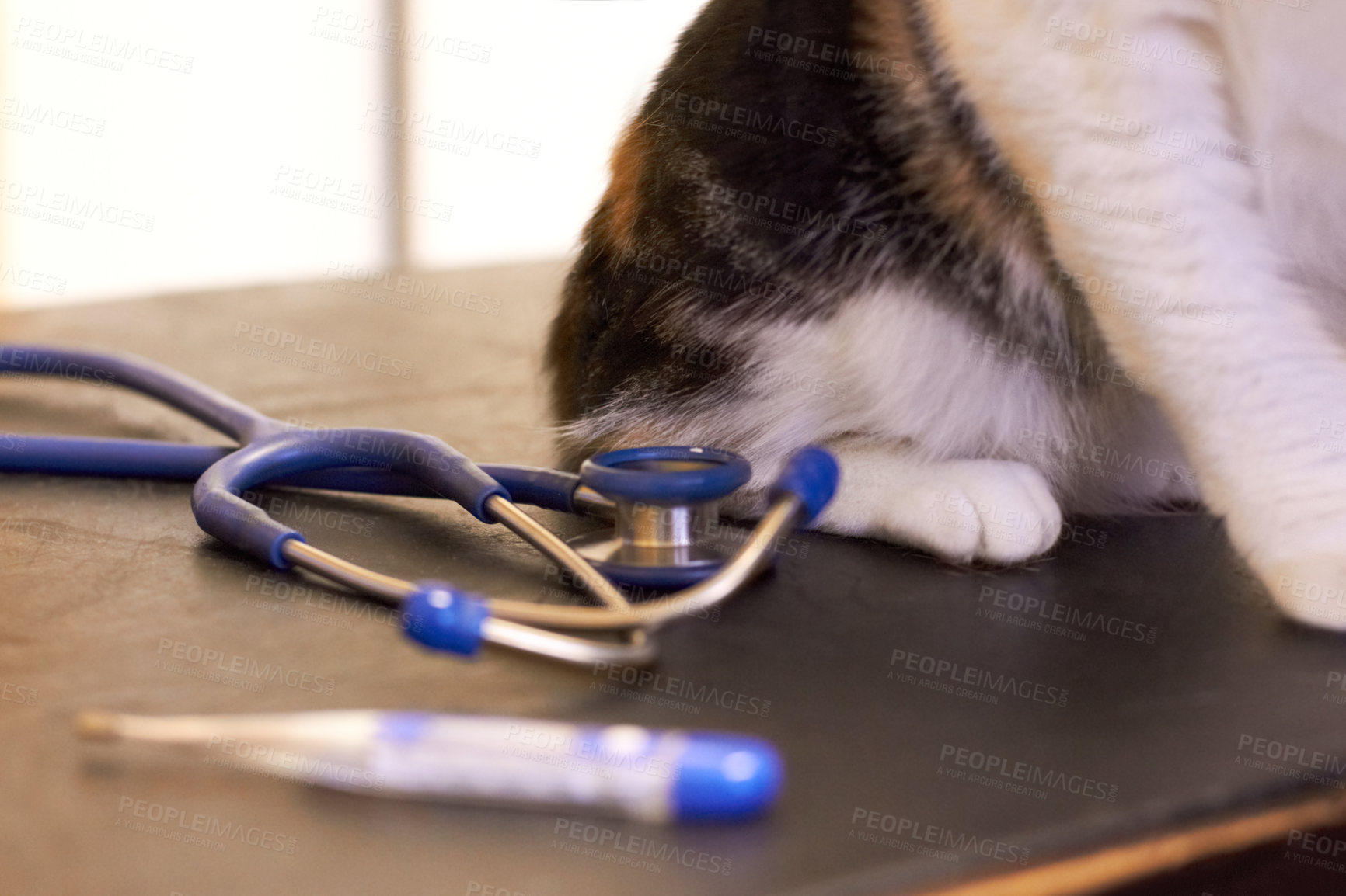 Buy stock photo Cropped shot of a cat on an exam table with a thermometer and stethoscope