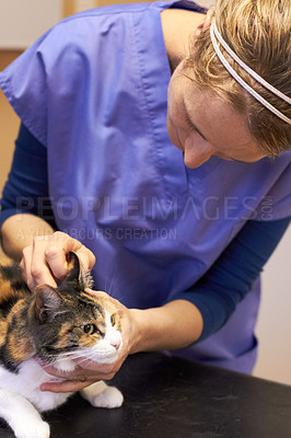 Buy stock photo Veterinary, doctor and cat for ear examination, checkup or consultation at hospital or clinic for health. Healthcare, veterinarian or woman and animal for wellness, medical exam or sick pet at vet
 
