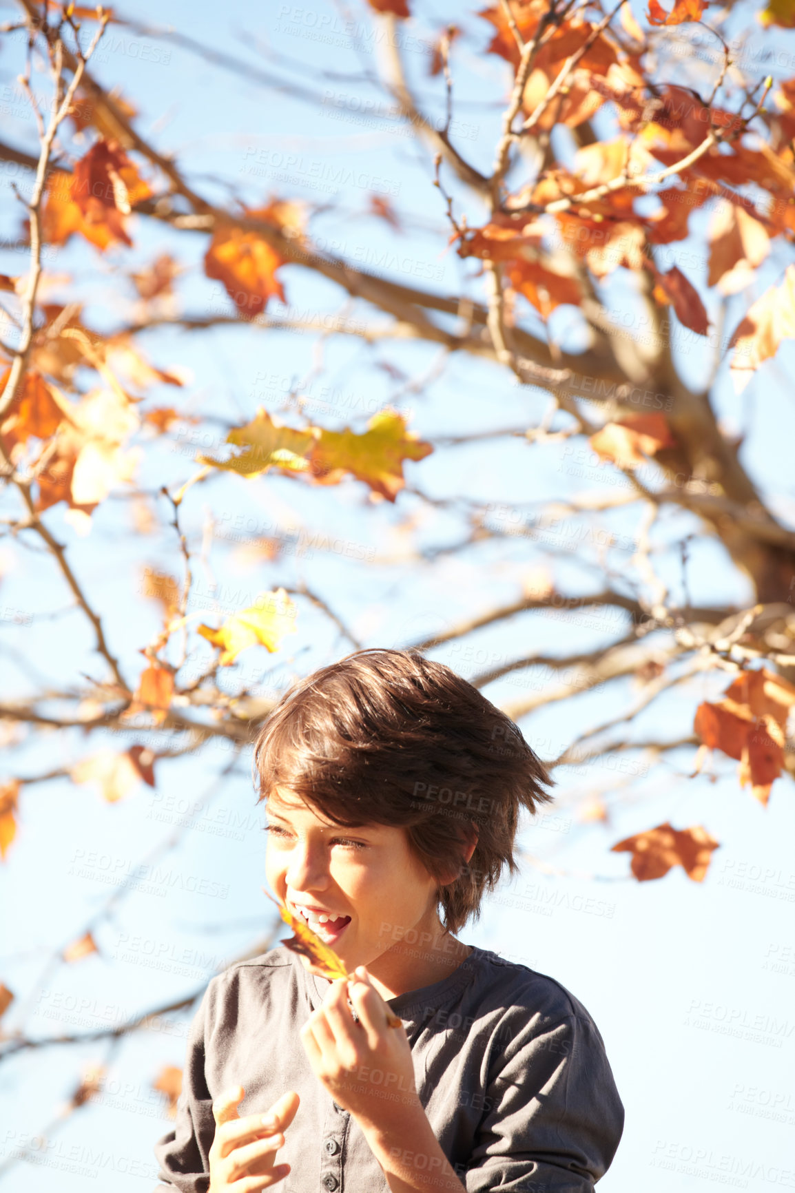 Buy stock photo Boy, leaf or autumn sunset smile for garden nature relax, tree fun or blue sky walk. Male, kid or dry outdoor plant for youth development, backyard play or park forest, childhood or happy activity