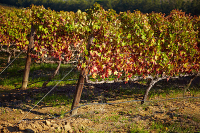 Buy stock photo A wine farm in autumn with plantations growing in a row. Vineyard with a warm golden glow in autumn harvest. Neatly arranged crops of grapevines blooming on a field on a sunny day during fall season