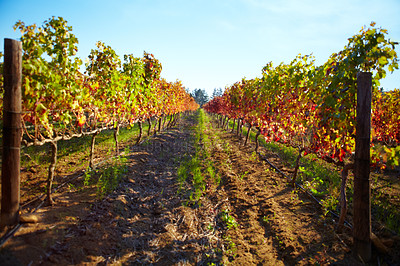 Buy stock photo Sustainable farm with endless vineyards for the wine making industry. Nature background of grape vines in the harvest season of summer or spring. Organic fruit for agricultural production