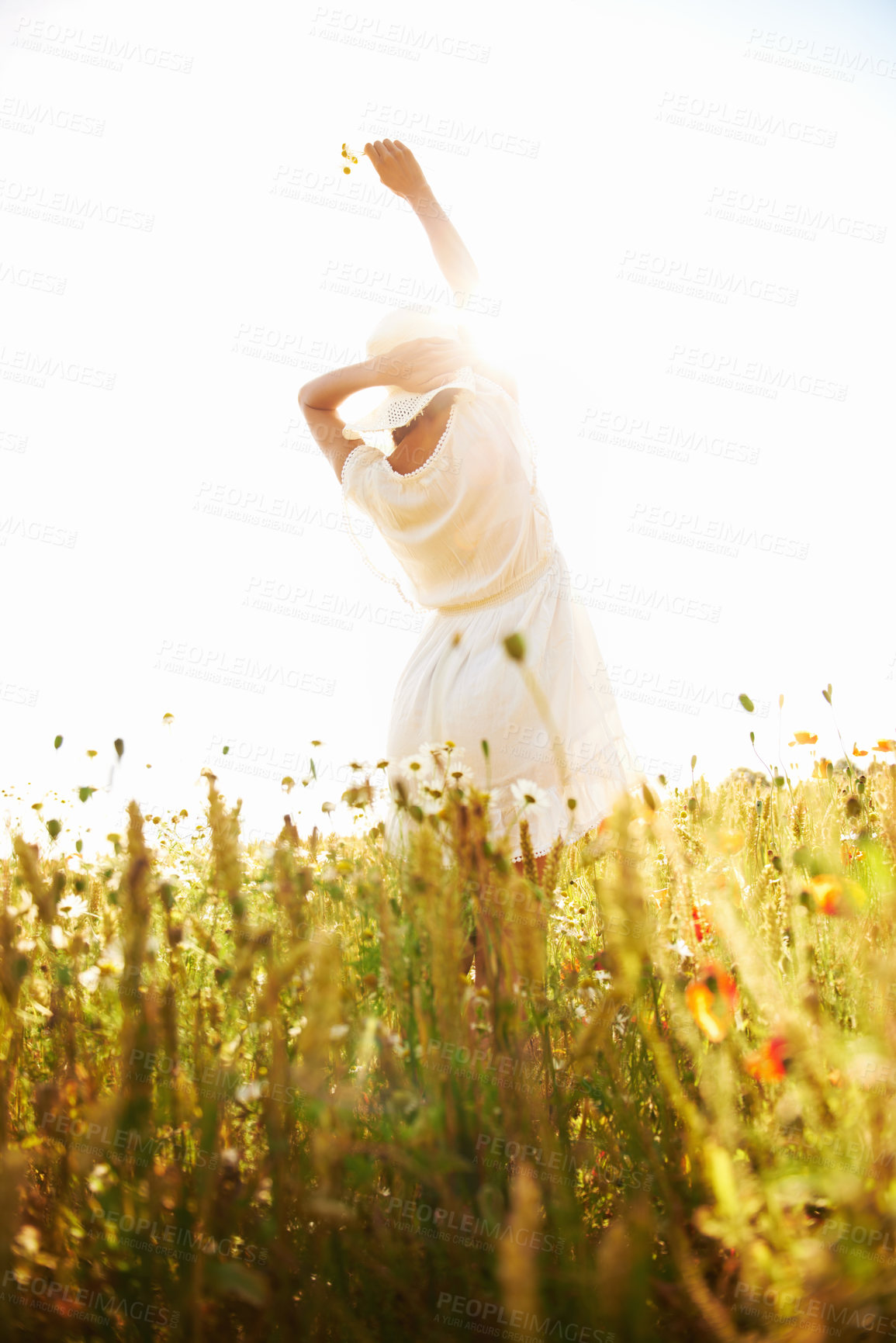 Buy stock photo Freedom, back and woman at wheat field with flower in the countryside in summer, vacation or travel. Rear view, person in hat at farm or nature, garden or outdoor for stretching, lens flare or mockup