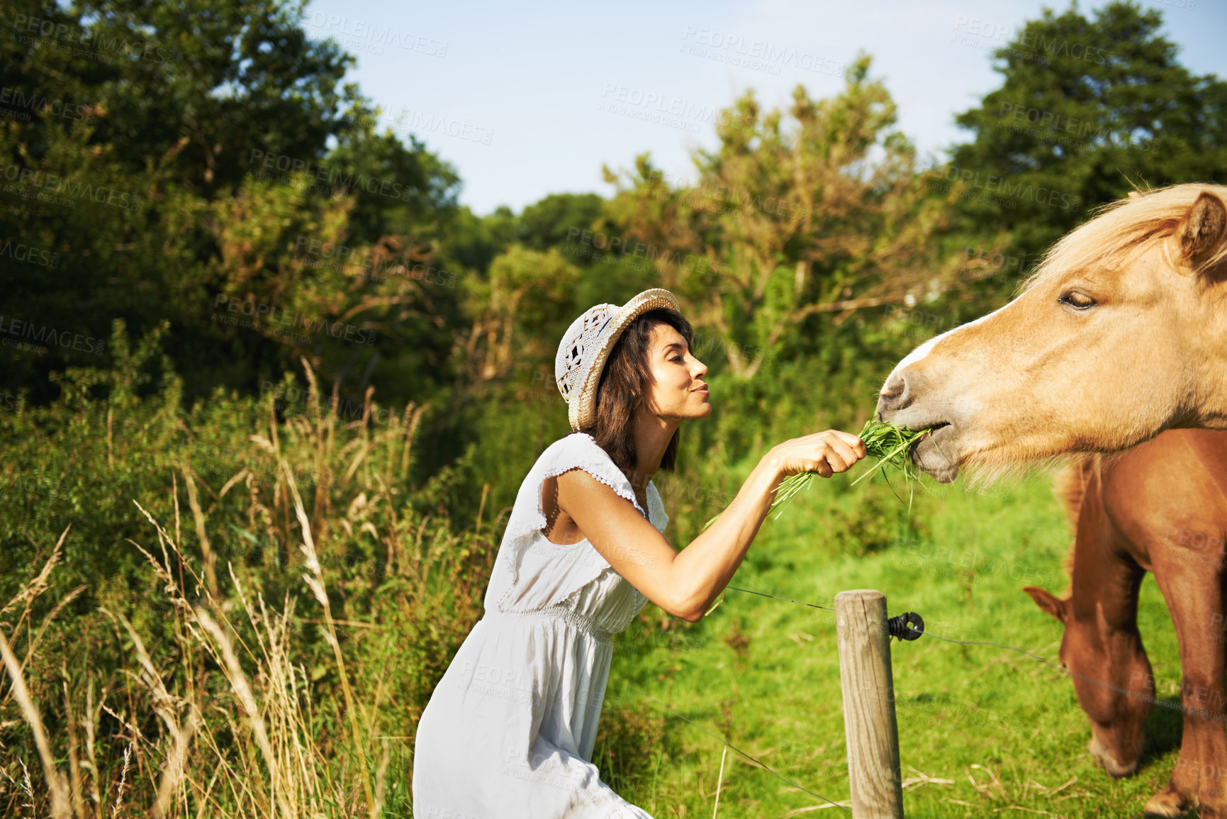 Buy stock photo Woman, horse and feeding grass in field with smile, care and love for pet at farm, countryside and spring. Girl, equine animal and happy with food for health, nutrition and diet in meadow for summer