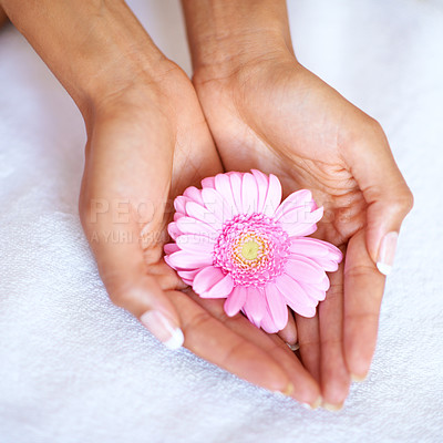 Buy stock photo Beauty, flower and spa with hands of woman for skincare, wellness and natural cosmetics. Spring, peace and floral with girl holding fresh daisy in salon for treatment, blossom and self care 