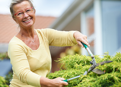 Buy stock photo A happy senior woman trimming the hedges in her garden with shears