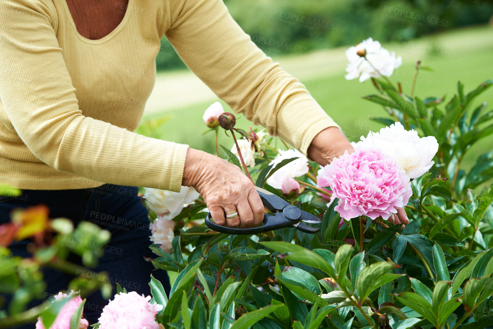 Buy stock photo Senior, woman and shears for pruning of flowers in garden, backyard or outdoors for care, wellness or health. Elderly person, grandmother and retired with tool in nature, plants or peonies for peace