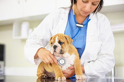 Buy stock photo Cropped shot of a vet trying to listen to a bulldog puppy's heartbeat