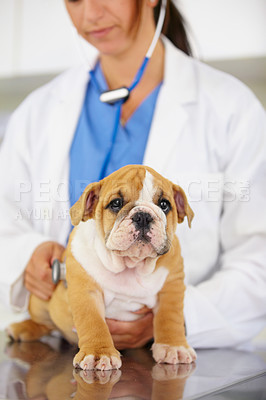 Buy stock photo Heartbeat, hands of doctor or dog in vet for animal healthcare check up consultation for nursing. Nurse listening, veterinary clinic or sick bulldog pet or puppy in examination for medical test 