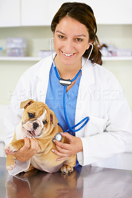 Buy stock photo Portrait, happy doctor or dog at vet clinic for animal healthcare checkup in nursing consultation with stethoscope. Inspection, nurse or sick bulldog pet or puppy get exam or medical test for help 