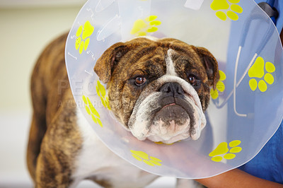 Buy stock photo Cone, face or dog at vet clinic for animal healthcare check up in nursing consultation or inspection. Collar, doctor or sick bulldog pet or puppy in examination or medical test for veterinary help 