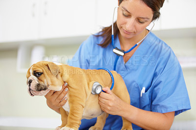 Buy stock photo Shot of a young vet listening to a bulldog puppy heartbeat