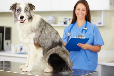 Buy stock photo Veterinarian, portrait or dog at veterinary clinic for animal healthcare checkup inspection or nursing. Doctor, history or sick blue merle collie pet or rescue puppy in medical examination or test