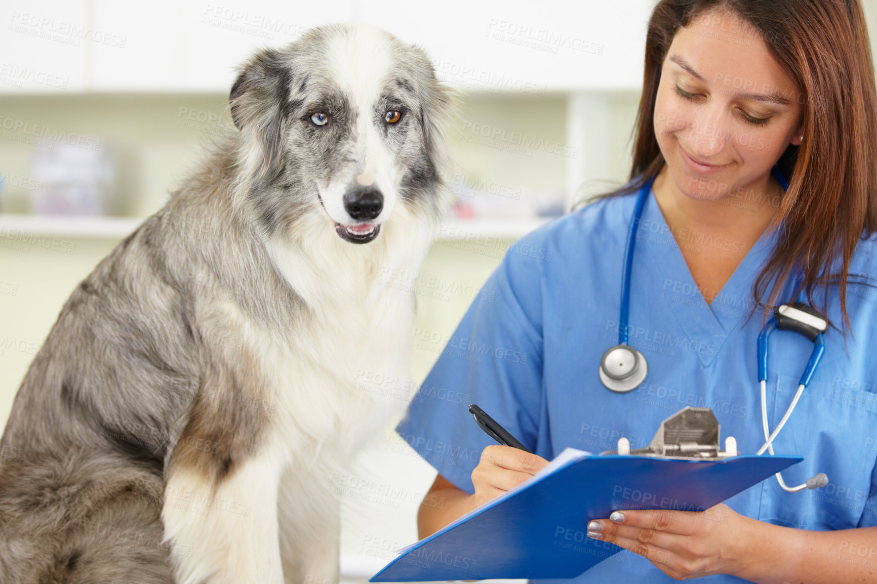 Buy stock photo Veterinarian, writing or dog at veterinary clinic for animal healthcare checkup inspection or prescription. Doctor, history or sick blue merle collie pet or rescue puppy in medical examination test