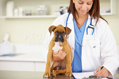 Buy stock photo Doctor, writing or sick puppy at veterinary clinic for animal healthcare checkup inspection or prescription. Veterinarian, history or boxer pet or rescue dog in medical examination test in office 