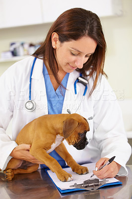 Buy stock photo Veterinarian, writing or sick puppy at veterinary clinic for animal healthcare checkup inspection office. Doctor, history or boxer pet or rescue dog in medical examination test for a prescription 