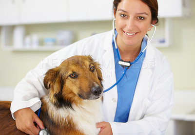 Buy stock photo Shot of a young female veterinarian examining a dog in her office