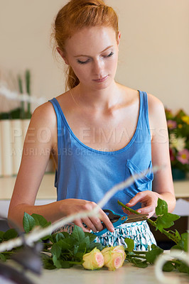 Buy stock photo Woman, florist and cut stem of roses with scissors for growth, bouquet and sale of flowers in retail shop. Young female person pruning plants while working in floral store, small business and startup