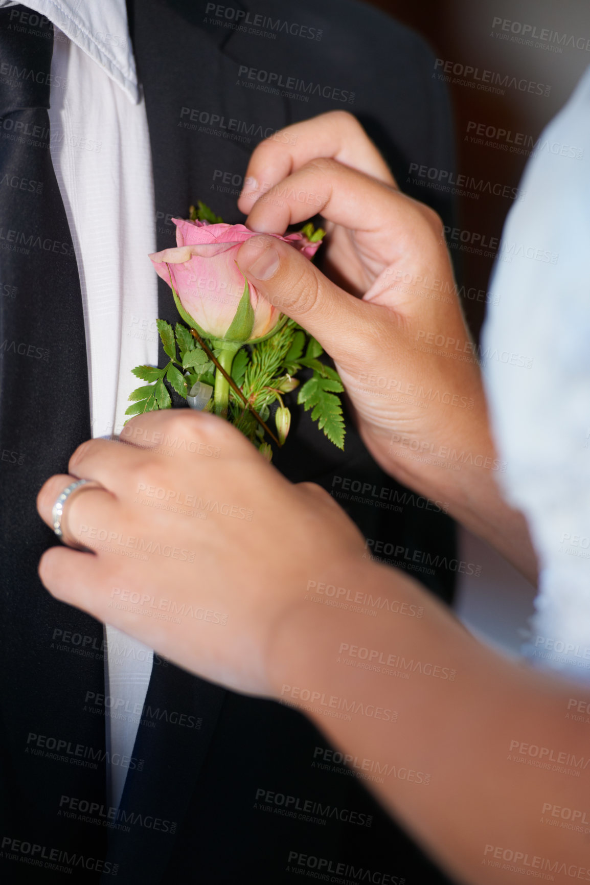 Buy stock photo Closeup, hands or flower on wedding suit, tuxedo or jacket in marriage unity, love or event. People, bride or groom couple and rose, plant or boutonniere in celebration, commitment and placement help