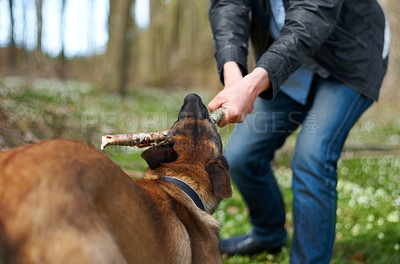 Buy stock photo A strong alsatian pulling a stick with his master