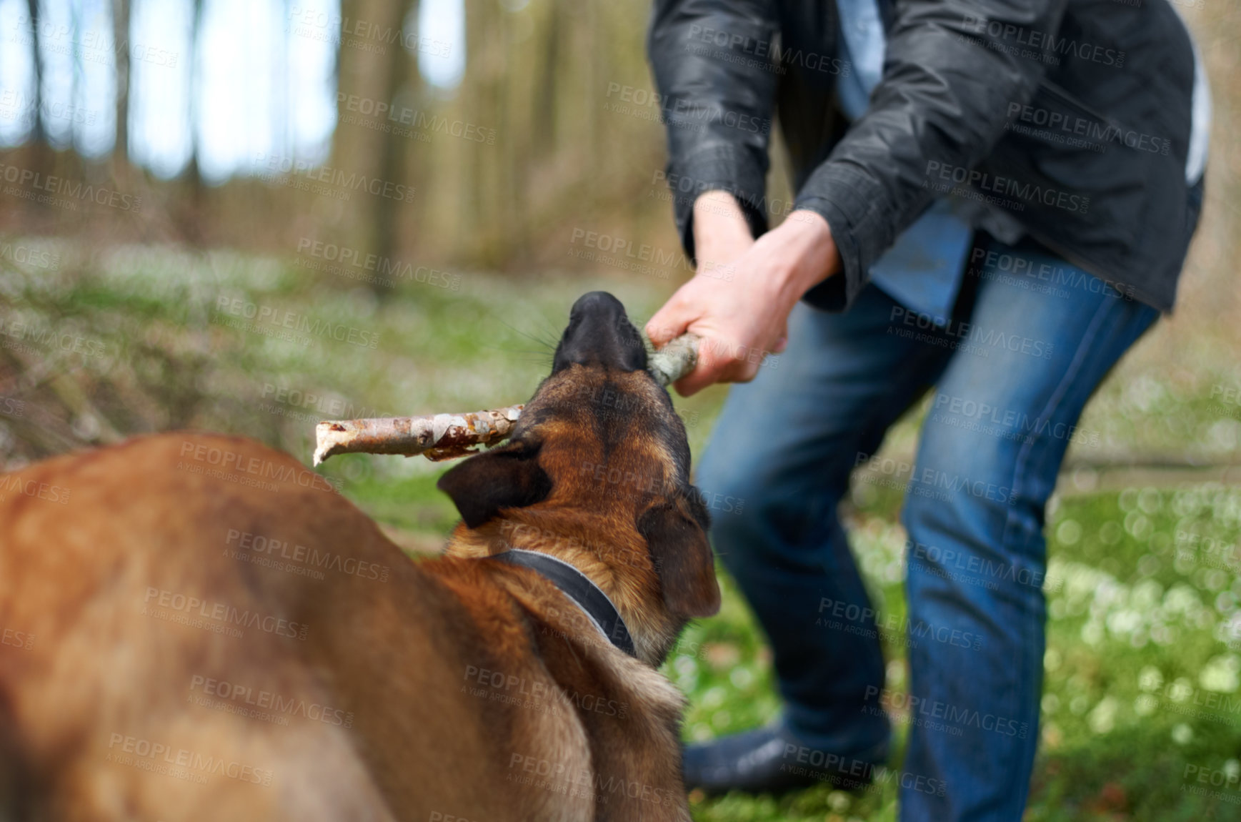 Buy stock photo A strong alsatian pulling a stick with his master