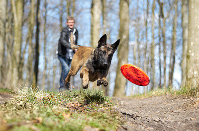 Buy stock photo An Alsatian chasing a frisbee thrown by his owner in the forest