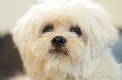 Buy stock photo Dogs, face and portrait of pet, poodle or animal relax, calm and sitting in attention at home. Domestic pets, animals and cute maltese dog with loyalty, fur and closeup headshot of small furry canine