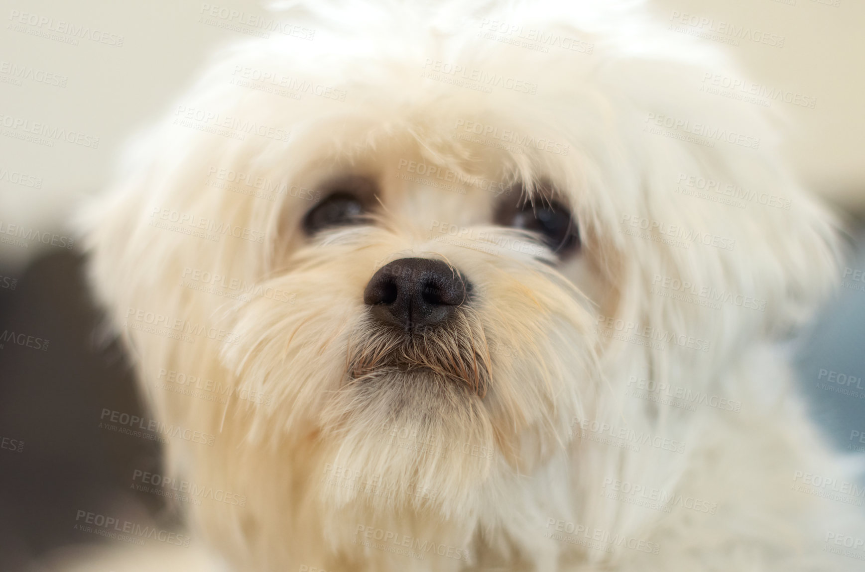 Buy stock photo Dogs, face and portrait of pet, poodle or animal relax, calm and sitting in attention at home. Domestic pets, animals and cute maltese dog with loyalty, fur and closeup headshot of small furry canine