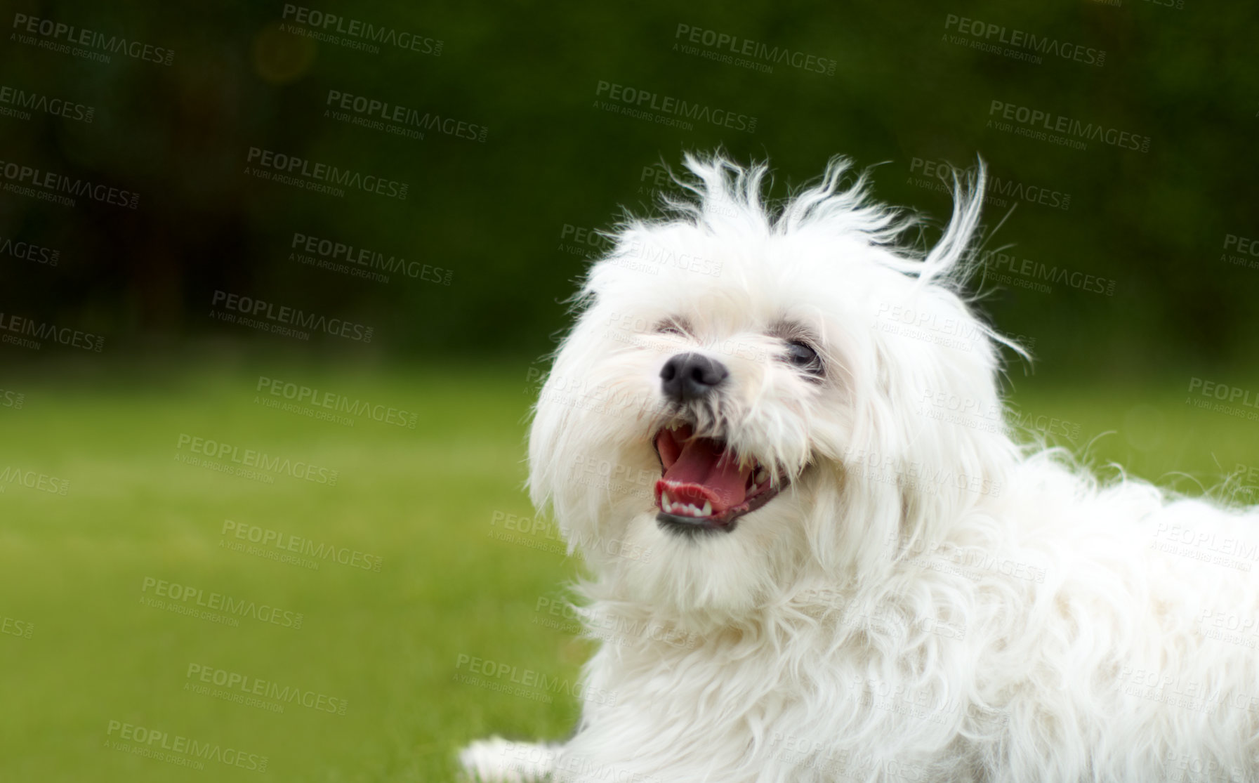Buy stock photo Cute picture of a fluffy white poodle looking like it is smiling with green grass in the background
