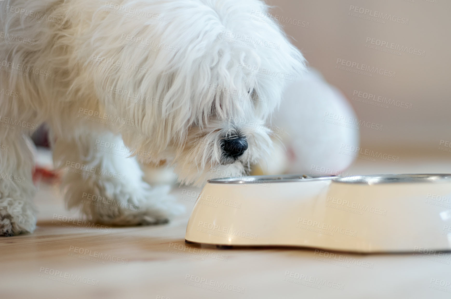 Buy stock photo Cropped shot of a white poodle sniffing it's bowl of food