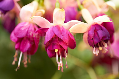 Buy stock photo Nature, plants and pink flowers blooming in a garden or natural environment in a park. Spring, petals and closeup of a beautiful bunch of floral fuchsia blossom for a bouquet on leaves outdoor.