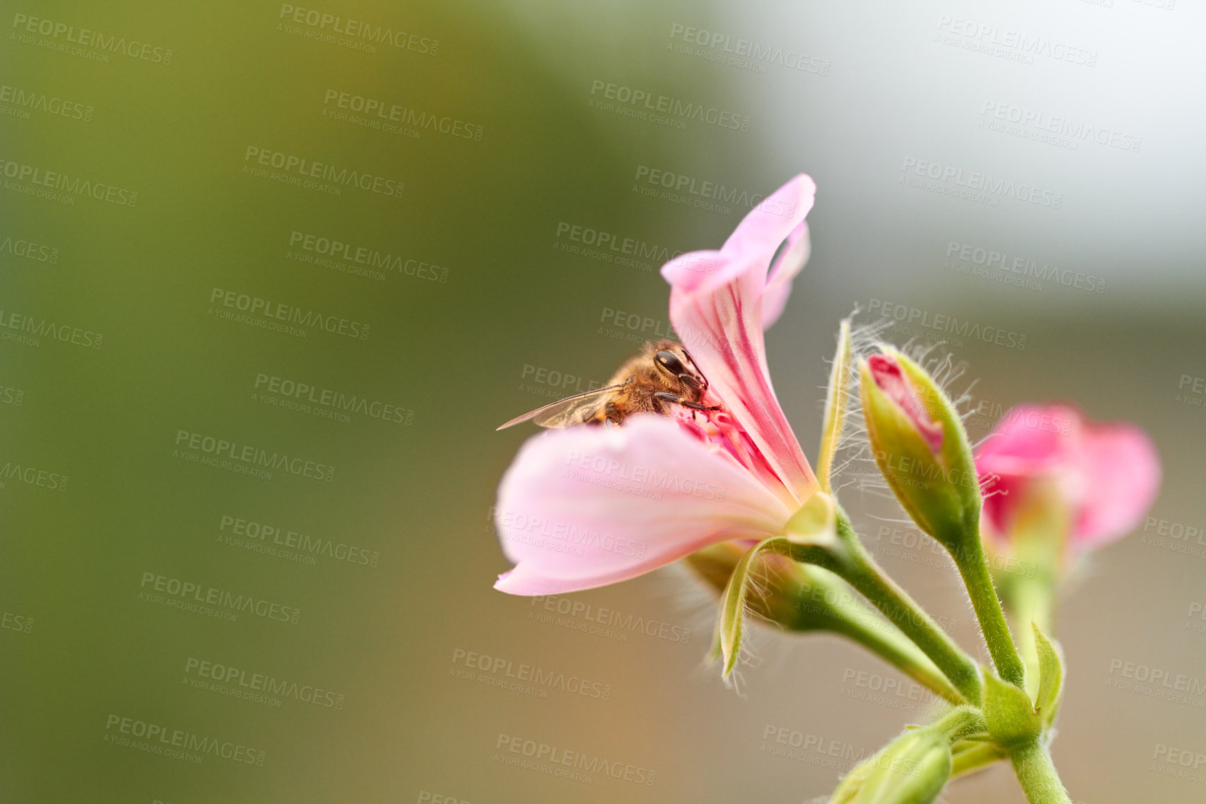 Buy stock photo Bee, pink and flowers in nature for pollen, bug and sustainability in ecosystem with mockup space. Background, closeup and flying insect on floral plants in spring, environment and ivy garden outdoor