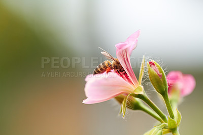Buy stock photo Cropped image of a bee sitting on a pink flower