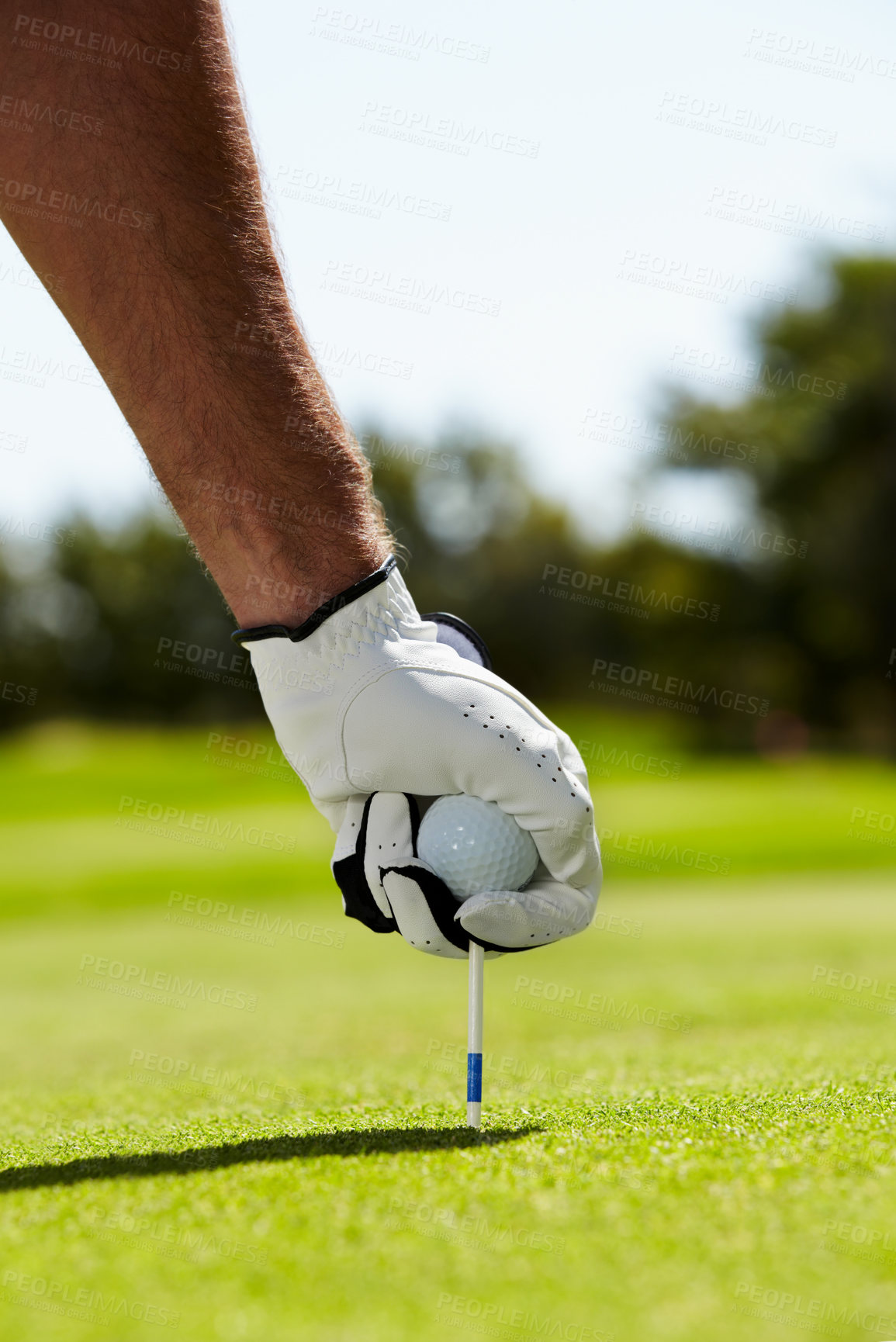 Buy stock photo A golfer putting his tee into the ground on the golf course