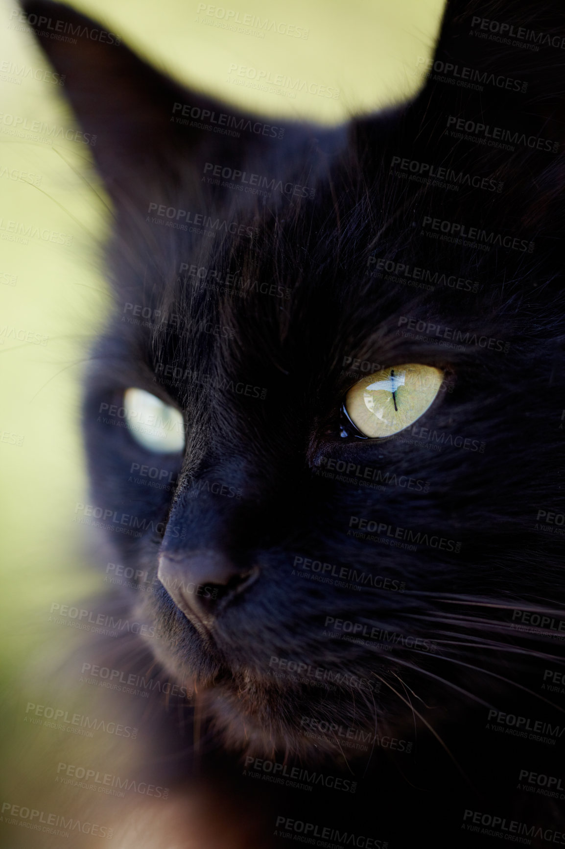Buy stock photo Cropped view of a black cat looking away