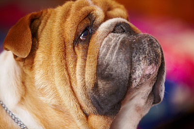 Buy stock photo Face, adorable and bulldog animal profile at shelter for pet care or pamper treatment . Closeup of cute brown and white dog or puppy looking up in facial expression for attention, love or best friend