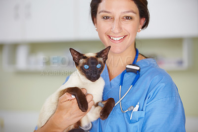 Buy stock photo Portrait of a smiling female vet holding a Siamese cat