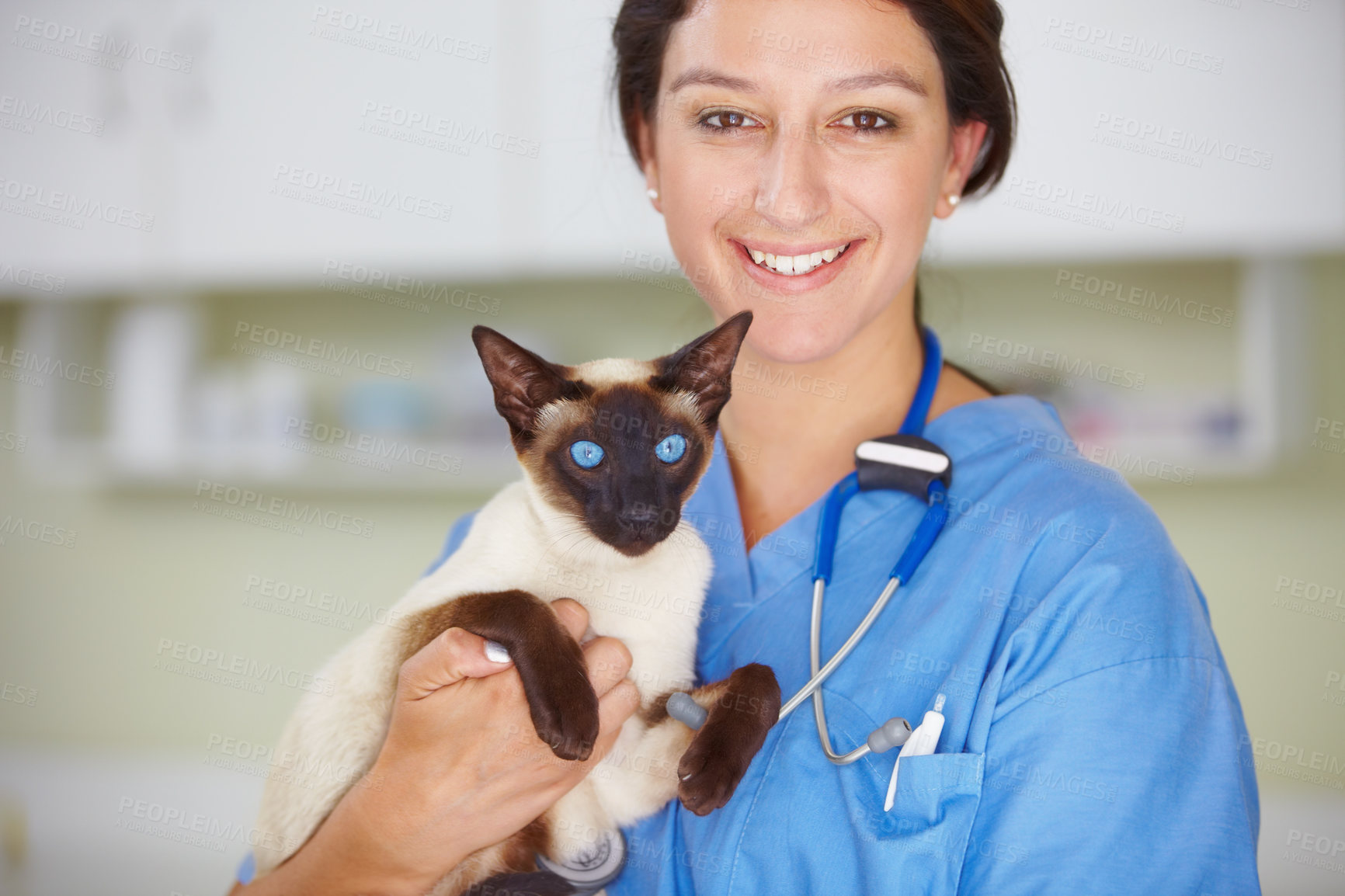 Buy stock photo Portrait of a smiling female vet holding a Siamese cat
