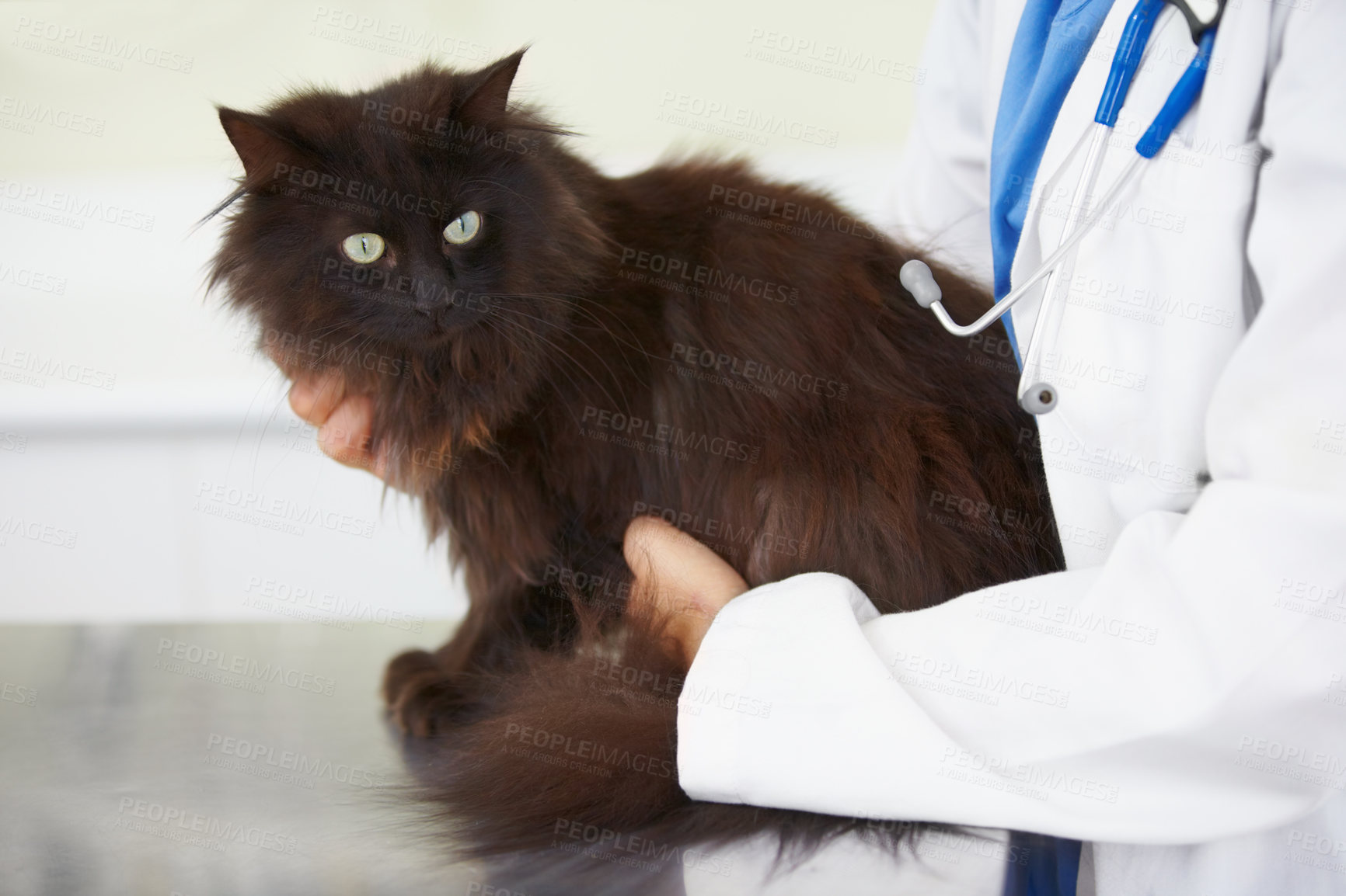 Buy stock photo Vet service hands, cat and person for medical help, wellness examination or animal healthcare support, exam or healing. Veterinary patient, specialist test and veterinarian for pet feline health care