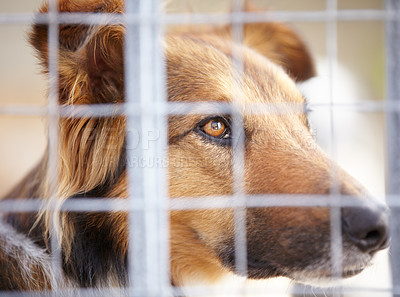 Buy stock photo Animal shelter, fence and sad dog in sanctuary waiting for adoption, foster care and rescue. Pets, depressed and closeup of unhappy canine, German shepherd or puppy in charity, welfare and kennel