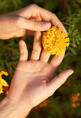 Buy stock photo Cropped shot of a woman holding a yellow fellow