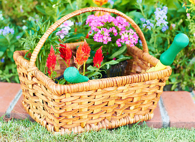 Buy stock photo Closeup shot of a garden basket full of flowers for planting