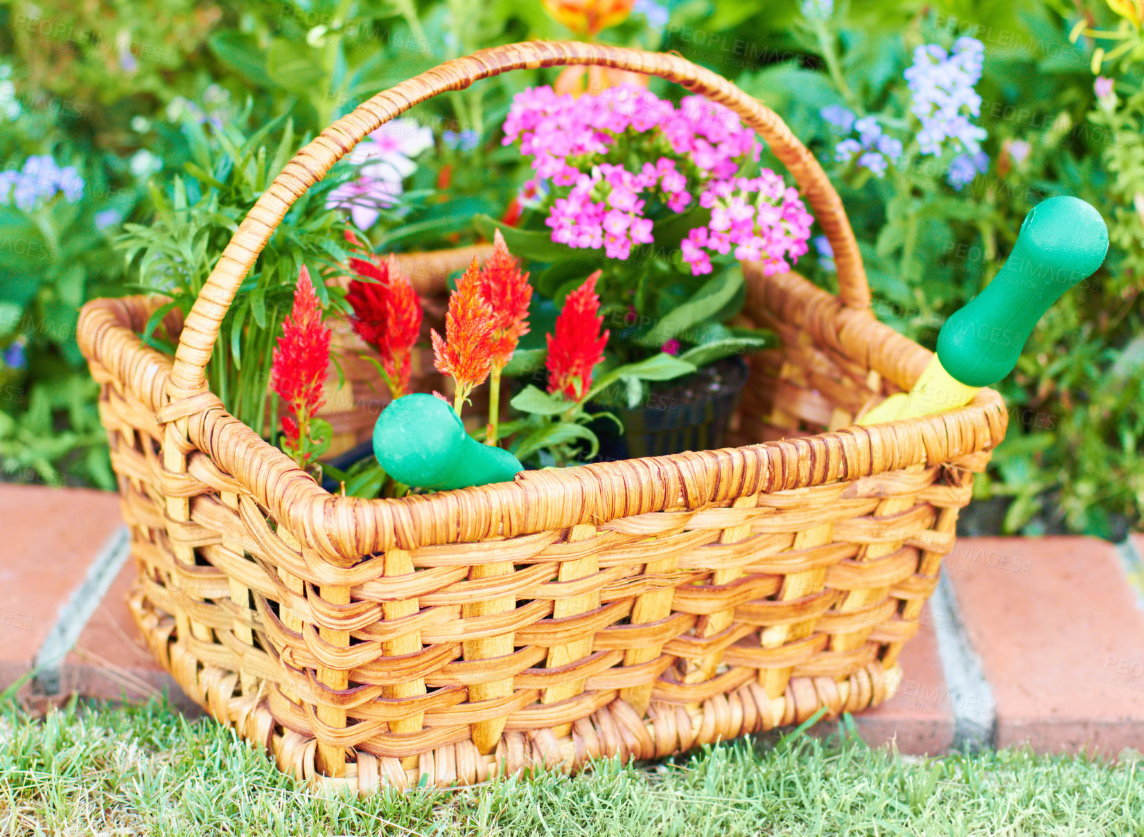 Buy stock photo Closeup shot of a garden basket full of flowers for planting