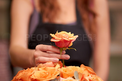 Buy stock photo Closeup of a florist's hands as she prepares a bouquet of flowers