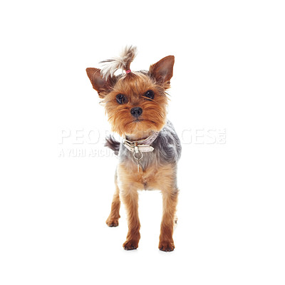 Buy stock photo Animal, terrier and dog or pet in studio with collar, relax and standing on mock up space for best friend. Puppy, face or canine for protection, companion or therapy and hairstyle on white background