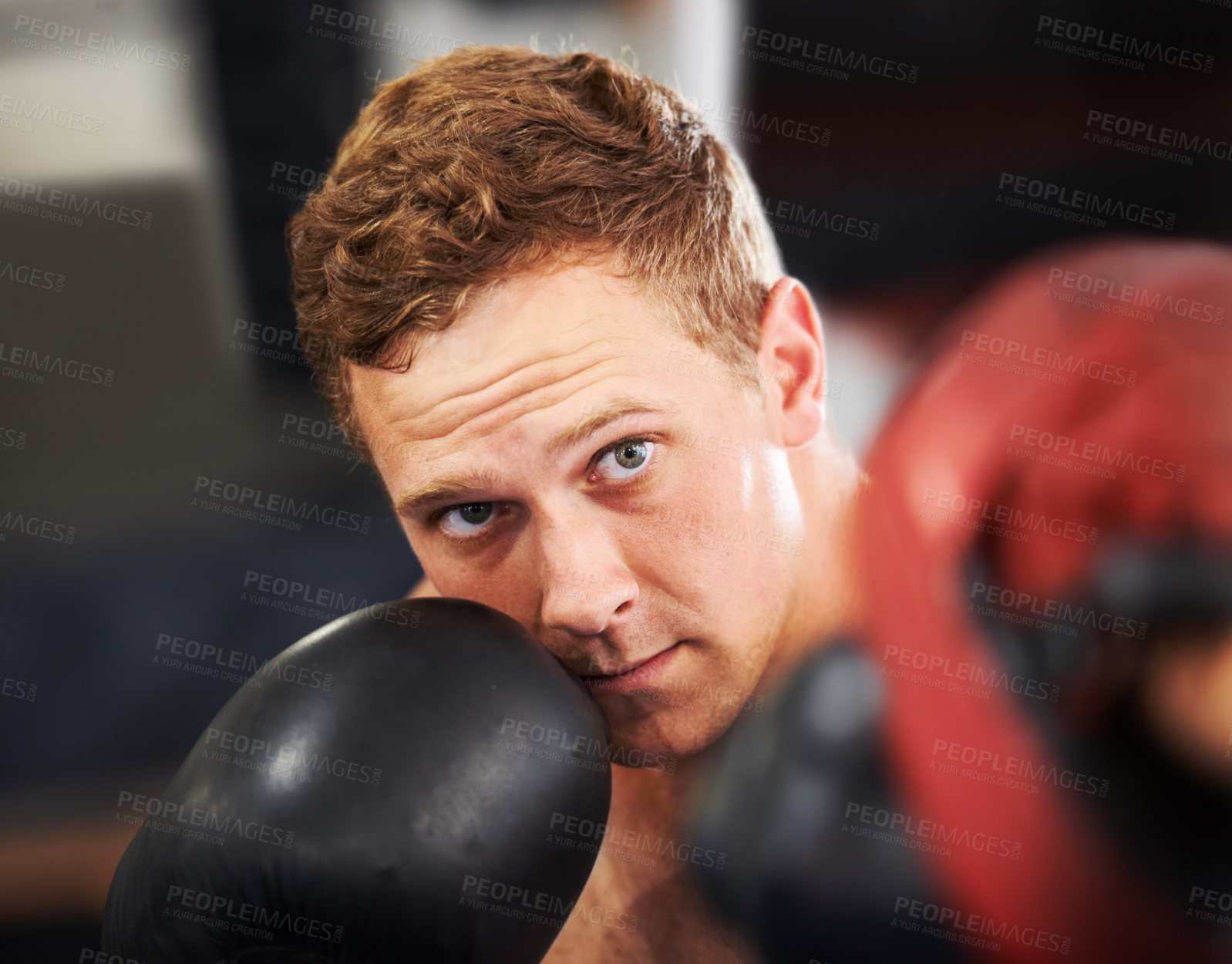 Buy stock photo Boxing, gloves and portrait of man training with fitness, power and workout challenge in club. Strong body, muscle exercise and boxer in gym, athlete with fist up and confidence in competition fight.