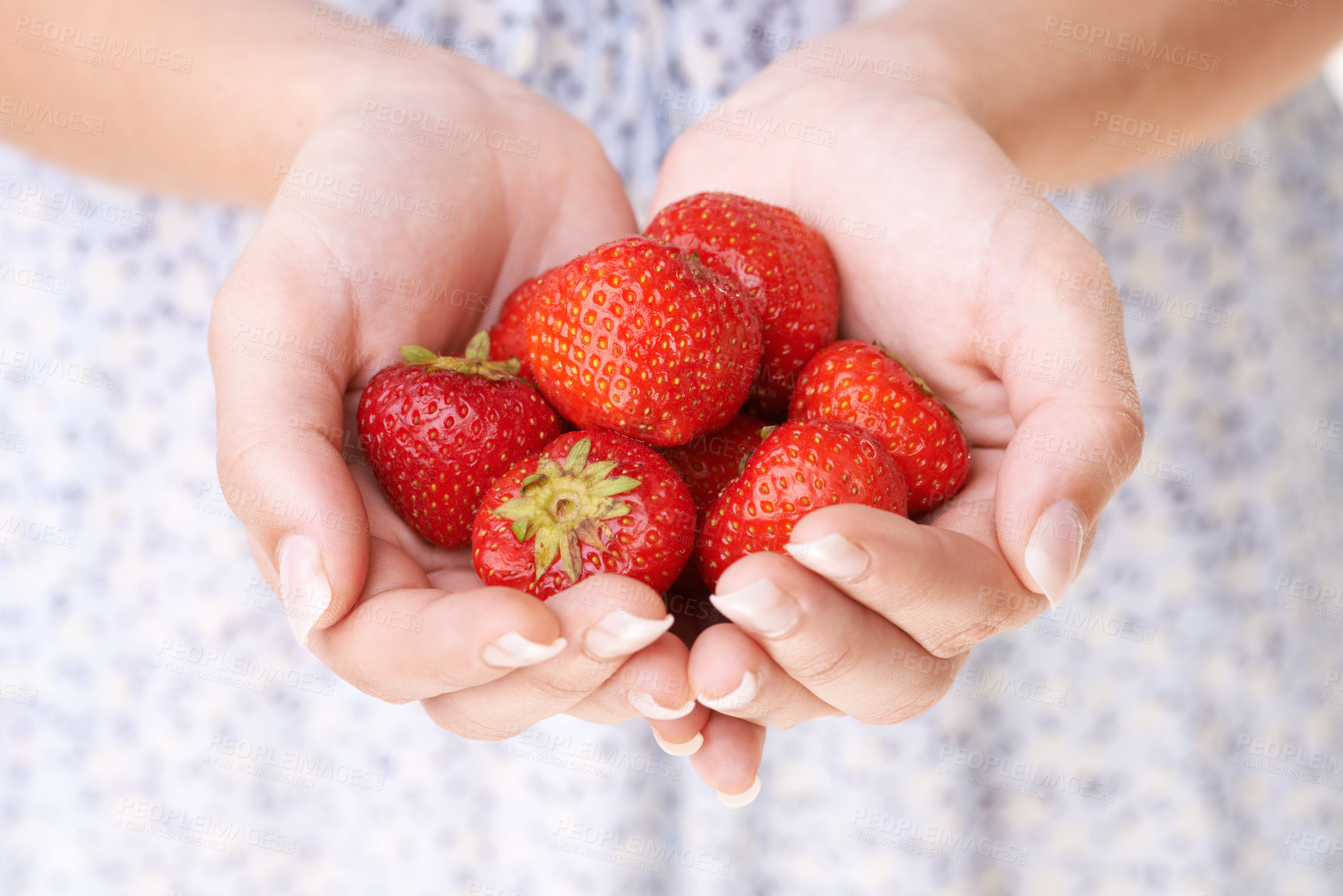Buy stock photo Cropped image a woman's hands holding a bunch of strawberries
