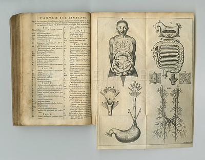 Buy stock photo Antique medical book, page and sketch of anatomy, human body drawing or research of stomach intestine organ. Latin language, healthcare journal or digestive system diagram for medicine education info