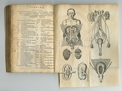 Buy stock photo Antique medical book, health and illustration anatomy sketch, human body drawing or vintage research of organ design. Latin language, journal notes or kidney process diagram for healthcare education
